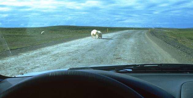 Sheeps licking salt