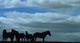 Horses near Gullfoss