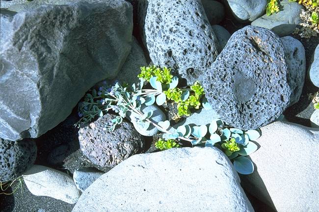 Flowers at beach