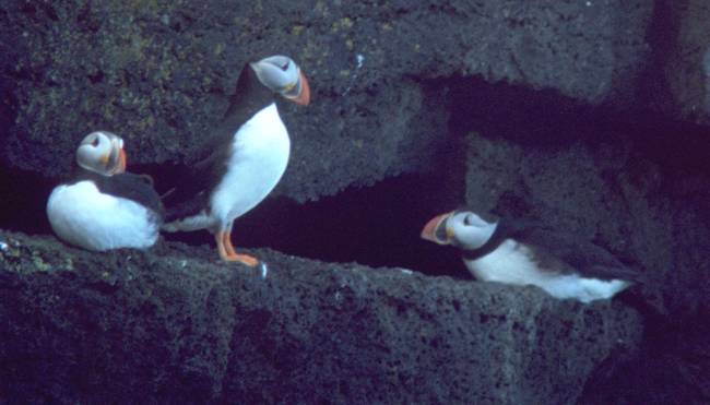 Puffins