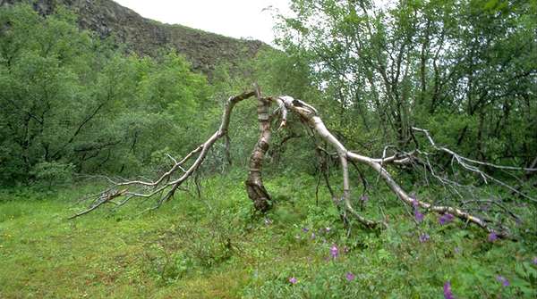 Birch near Botnsjörn