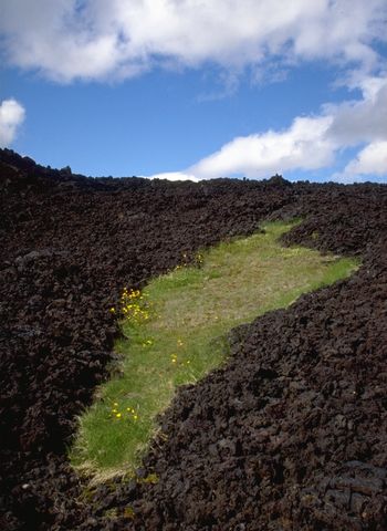 Gras im Lavafeld