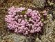 Flowers inside a lava field