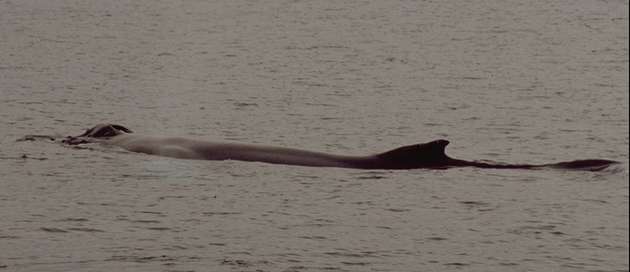 Swimming humpback whale