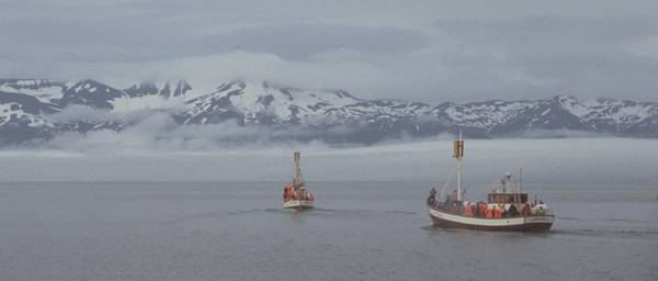 Whale watching ships