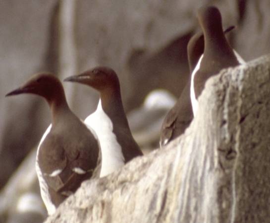 Birds on the cliff