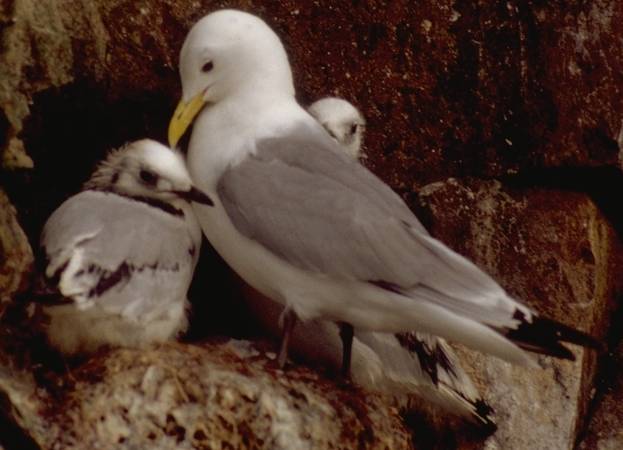 Petrel in the cliff cave