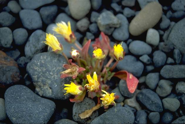 Blumen am Fue des Bæjarfoss