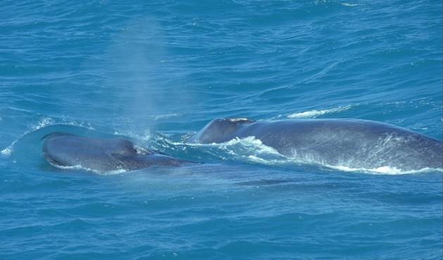 Mother Blue Whale with claf