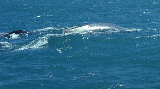 Mother Blue Whale with claf