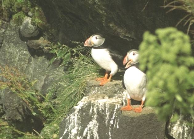 Puffins