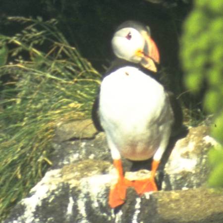 Puffin