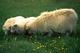 Sheeps near Kirkjubjarklaustur