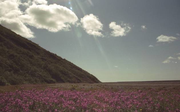 Blumen auf Gerllhalde