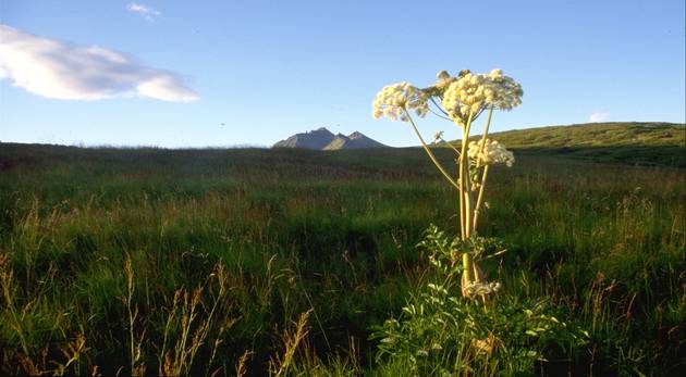 Skaftafell national park