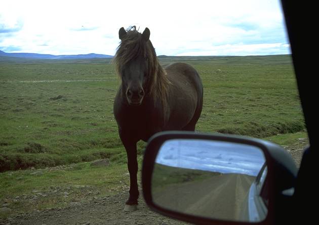 Horse on the street