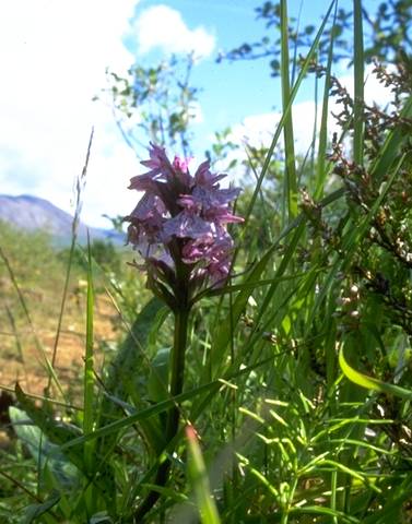 Orchidee auf Fagrabrekka