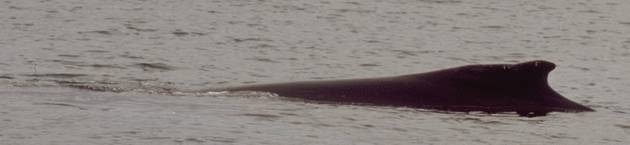 Diving humpback whale 1