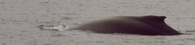 Diving humpback whale 2