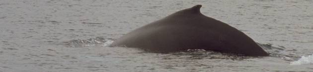 Diving humpback whale 3