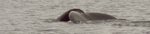 Diving humpback whale 4