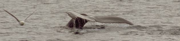 Diving humpback whale 5