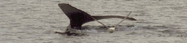 Diving humpback whale 6