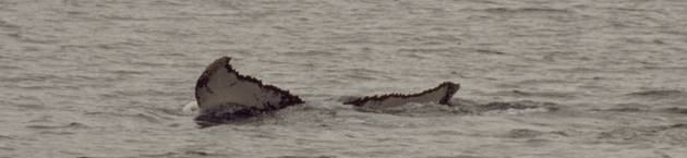 Diving humpback whale 8