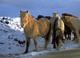 Horses near Sklholt